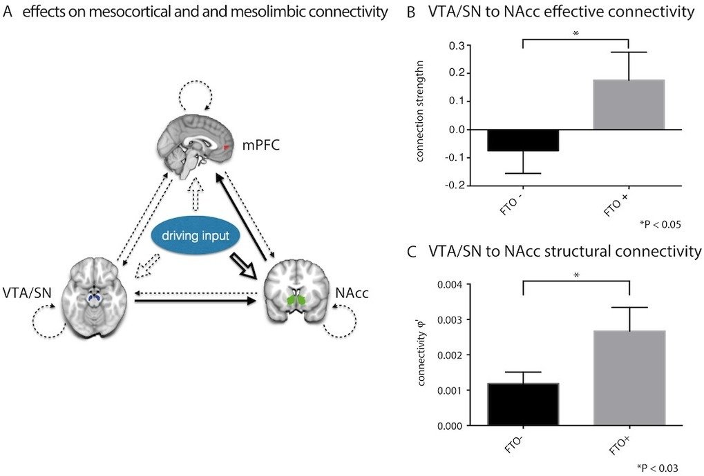 <strong>Fig. 2. Variants of <em>FTO </em>affect dopamine-dependent midbrain responses and learning from negative outcomes in humans during a reward learning task.</strong><span>Specifically, </span><em>FTO</em><span> variants modulate the connectivity in a basic reward circuit of meso-striato-prefrontal regions (A), where connectional differences are apparent in both brain function (B) and structure (C) already in non-obese individuals, thereby contributing to a mechanistic understanding of why </span><em>FTO</em><span> is a predisposing factor for obesity.</span>