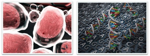 Noncoding RNAs and Energy Homeostasis