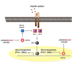 We could recently show that obesity and type 2 diabetes mellitus (T2DM) coincide with increased expression of liver-specific microRNA-802 (miR-802) in humans and mice. Using in vivo loss- and gain-of-function approaches we delineated a novel glucoregulatory signaling axis that couples elevated miR-802 to pathological silencing of the diabetes risk gene Hnf1b. Pharmacological inhibition of miR-802 > Hnf1b signaling could thus constitute an enticing novel therapeutic approach for treatment of obesity-associated disorders and T2DM.