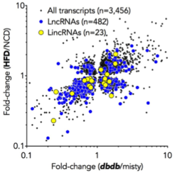 Using Massive Parallele RNA-Sequencing we observed that obesity and T2DM changes expression of hundreds of long, noncoding RNAs (lncRNA) in mice. Employing a spectrum of in vitro and in vivo methods we currently aim to identify novel disease-associated, glucoregulatory lncRNAs that represent compelling targets for anti-RNA approaches.