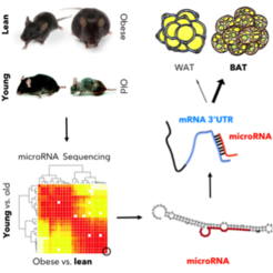Adipose tissue comprises the largest and most plastic tissue in mammals. Recently, we charted ageing- and obesity-elicited changes to noncoding RNAs in this highly dynamic organ. A spectrum of transcriptomics, epigenomics and lipidomics is currently employed that helps to identify novel disease-associated noncoding RNAs. Gain-of-function in vivo will help to answer the question if inhibiting these disease-evoked noncoding RNAs could improve metabolic health in obese individuals and the elderly.