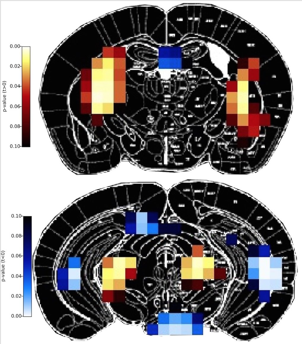 DREADDS enable the activation of a distinct group of neurons in the mouse. The characteristic pattern of resulting metabolic changes can be detected using FDG-PET. Projected on a mouse brain atlas, the red and blue areas indicate regions with increased and reduced metabolism, respectively.