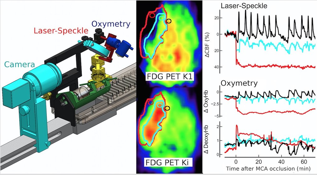 For the analysis of the demand-related regulation of cerebral energy metabolism in rats, a laser speckle imaging and an oxymetry device were mounted on a PET animal bed (left). Responses in glucose metabolism (middle), blood flow, and blood oxygenation (right) to cortical spreading depressions spontaneously occurring after focal cerebral ischemia were recorded simultaneously.