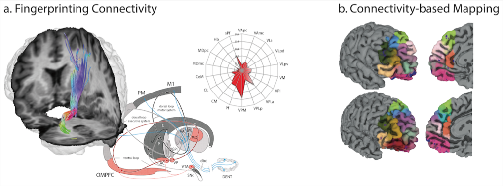 Fig. 1. Diffusion tractography-based fingerprinting is an emerging method enabling insight into individual connectional, and thus, functional parcellation of cortex and subcortical grey matter using non-invasive MR imaging in living human subjects. These methods may be applied (A) to quantify specific fibre connections in-vivo or (B) to derive connectivity-based parcellations of brain maps.
