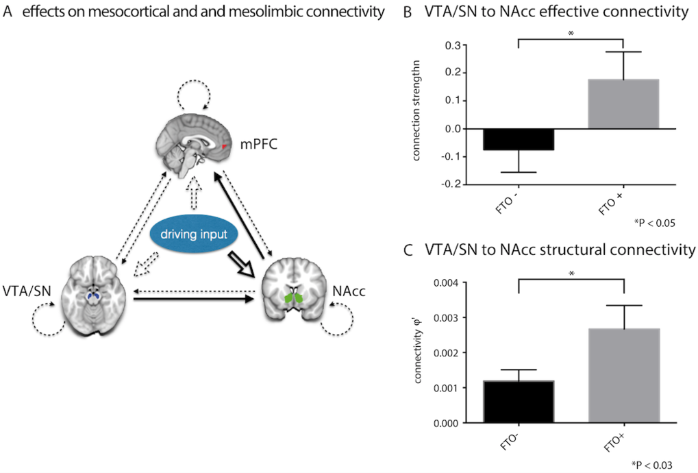 Fig. 2. Variants of FTO affect dopamine-dependent midbrain responses and learning from negative outcomes in humans during a reward learning task.Specifically, FTO variants modulate the connectivity in a basic reward circuit of meso-striato-prefrontal regions (A), where connectional differences are apparent in both brain function (B) and structure (C) already in non-obese individuals, thereby contributing to a mechanistic understanding of why FTO is a predisposing factor for obesity.