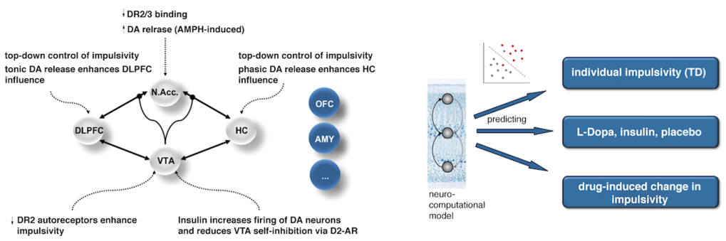 Fig. 3. Investigating insulin modulation of dopaminergic mechanisms underlying impulsivity. Generative modelling techniques allow to obtain quantitative in vivo markers of dopaminergic transmission and its modulation by hormones, and thus, furnish a mechanistic understanding of insulin action in the CNS.