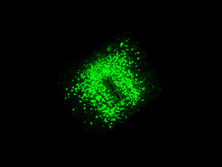 A collection of bright green fluorescent particles distributed over a black background with a dense center.
