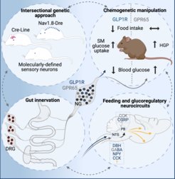 Overview about genetic targeting of molecularly distinct vagal sensory neurons.