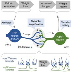 Schematic overview of synaptic connections that influence the feeling of hunger.