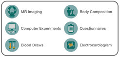 Six icons illustrating various research methods: MR imaging, body composition analysis, computer experiments, questionnaires, blood draws, and electrocardiograms.