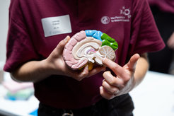 Person in dark red shirt with badge holds a detailed brain model, highlighting cerebellum with finger.
