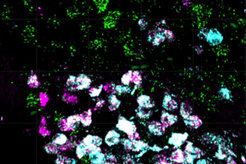 Particles of various colours, predominantly green, purple and white, are scattered across a black background and appear to be arranged randomly.